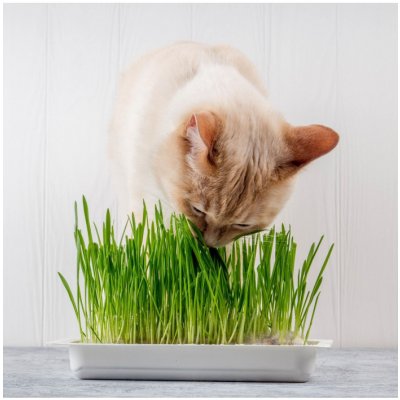 Semena kočičí trávy - výsevný disk - 5 m