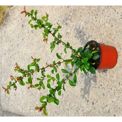 Chaenomeles japonica 'Sargentii' Prodejní velikost: 030/040, Velikost hrnku: 1 l – Zboží Dáma