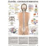 Scientia - Centrální nervstvo, 67 x 96 cm – Hledejceny.cz