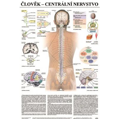 Scientia - Centrální nervstvo, 67 x 96 cm – Hledejceny.cz