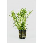 Heteranthera zosterifolia - Kosokvět úzkolistý – Zboží Dáma Heteranthera zosterifolia - Kosokvět úzkolistý – Zboží Dáma