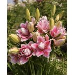 Lilie 'Roselily Mikaela ®' 1 ks – Hledejceny.cz