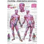 SCIENTIA Pohybová soustava - anatomický plakát