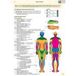 Memorix anatomie - 6. české vydání – Zboží Dáma Memorix anatomie - 6. české vydání – Zboží Dáma