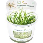 Helanthium tenellum Red – Hledejceny.cz
