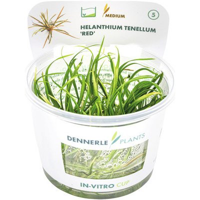 Helanthium tenellum Red – Hledejceny.cz