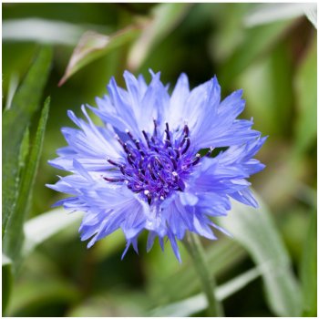 Chrpa modrá - Centaurea cyanus - semena chrpy - 30 ks