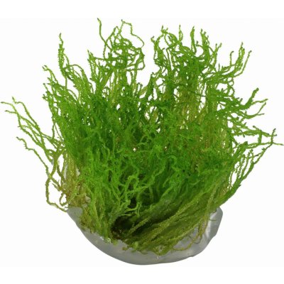 Tropica Taxiphyllum sp. Flame – Zboží Mobilmania