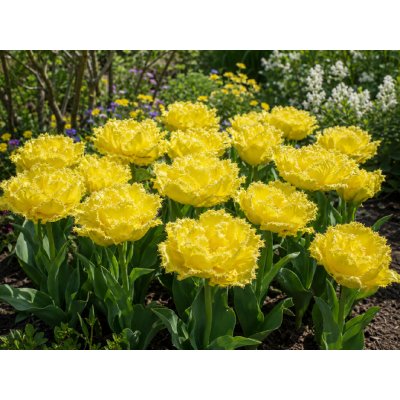 Tulipán 'Lemon Shoot' 5 ks – Hledejceny.cz