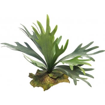 Parožnatka - Platycerium zelený 27cm