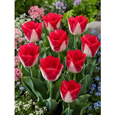 Tulipán 'Kissable' 5 ks – Hledejceny.cz