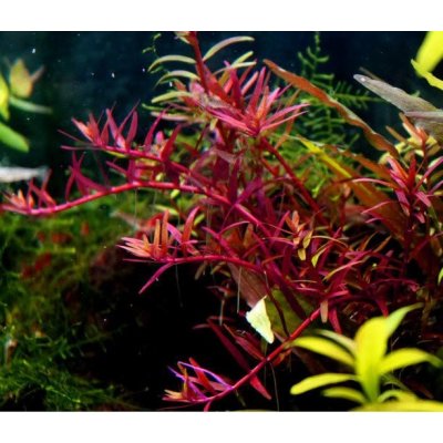 Rotala sp. Colorata 5,5 cm – Zboží Mobilmania