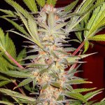 Sweet Seeds S.A.D. Fast F1 Version semena neobsahují THC 5 ks – Hledejceny.cz