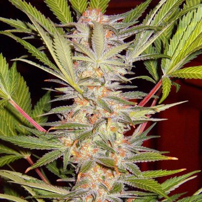 Sweet Seeds S.A.D. Fast F1 Version semena neobsahují THC 5 ks – Hledejceny.cz