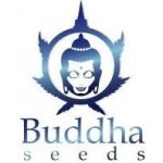 Buddha Seeds Buddha Purple Kush AUTO semena neobsahují THC 1 ks – Zboží Dáma