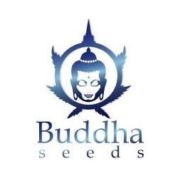 Buddha Seeds Buddha Purple Kush AUTO semena neobsahují THC 1 ks