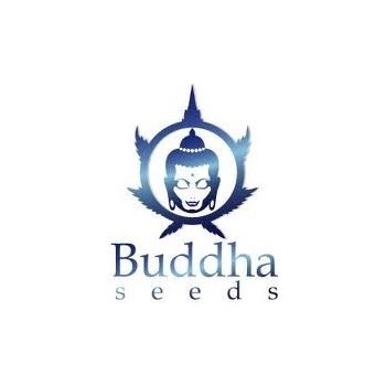 Buddha Seeds Buddha Purple Kush Auto semena neobsahují THC 1 ks
