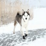 Trixie Boty ochranné Walker Active 2ks – Zbozi.Blesk.cz