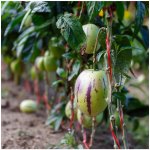 Pepino gold - Solanum muricatum - semena - 5 ks – Hledejceny.cz