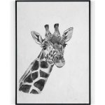 Plakát / Obraz Žirafa A4 - 21 x 29,7 cm Tiskové plátno – Zbozi.Blesk.cz