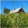 Osivo a semínko Chalupářská louka - osivo Planta Naturalis - směs lučních květin a trav - 10 g