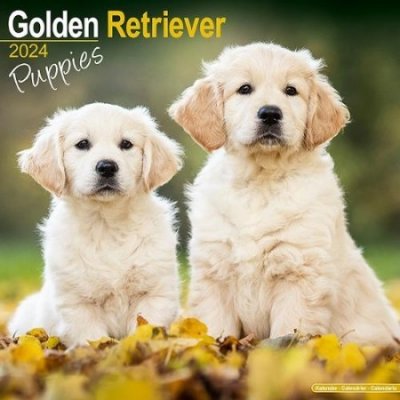 Golden Retriever Puppies Square Dog Puppy Breed Wall 16 Month 2024