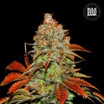 Bulk Seed Bank AUTO Bubblegum Extra semena neobsahují THC 10 ks – Hledejceny.cz