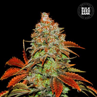 Bulk Seed Bank AUTO Bubblegum Extra semena neobsahují THC 10 ks – Hledejceny.cz