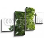 Obraz 4D čtyřdílný - 100 x 60 cm - Tree isolated Strom izolovaný – Hledejceny.cz