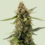 Royal Queen Seeds Titan F1 AUTO semena neobsahují THC 3 ks – Zboží Dáma