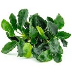 Anubias barteri var. nana Kirin – Zboží Mobilmania