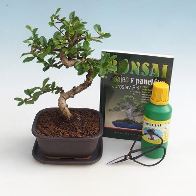 e-bonsai Pokojová bonsai sada – Zboží Dáma
