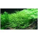 Blyxa japonica - Blyxa japonská – Zboží Dáma