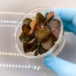 Echinodorus reni – Zboží Dáma Echinodorus reni – Zboží Dáma