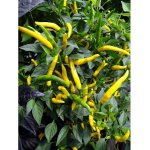 Cayenne Yellow – Hledejceny.cz