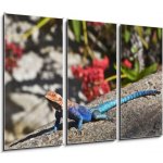 Obraz 3D třídílný - 105 x 70 cm - Red-headed Rock Agama on rock Červené – Hledejceny.cz