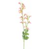 Květina Hrachor vonný - Lathyrus odoratus růžový V69 cm (N958257)