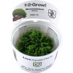Monoselenium tennerum - Pelia moss – Zboží Dáma