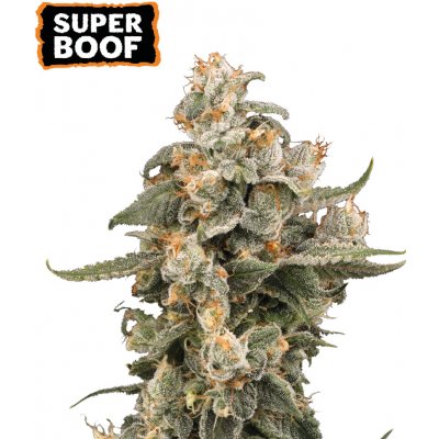 Seedstockers Super Boof AUTO semena neobsahují THC 3 ks – Hledejceny.cz