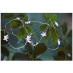 EGLO Světelný řetěz DEW DROP 411069 – Hledejceny.cz