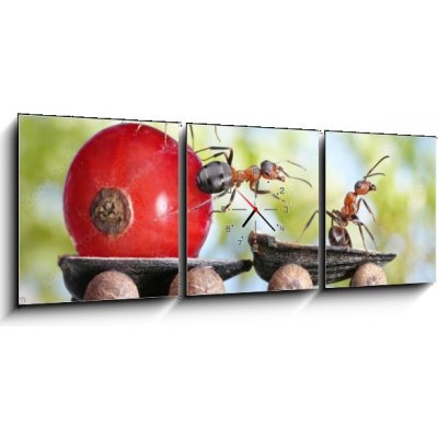 Obraz s hodinami 3D třídílný - 150 x 50 cm - ants deliver red currant with trailer of sunflower seeds mravenci dodávají červený rybíz s přívěsem slunečnicových semen – Zboží Mobilmania