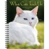 Kalendář What Cats Teach Us Engagement 2023