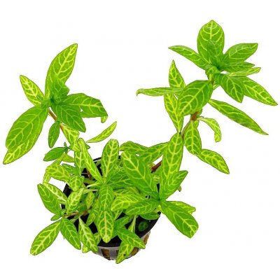 Hygrophila polysperma Rosanervig – Sleviste.cz