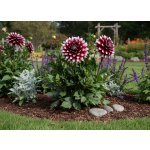 Jiřina 'Mystery day' 1 ks – Hledejceny.cz