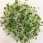 Brokolice Raab BIO (100 g), semínka na klíčení - pro pěstování microgreens – HobbyKompas.cz