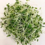 Brokolice Raab BIO (100 g), semínka na klíčení - pro pěstování microgreens – Hledejceny.cz