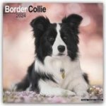 Border Collie Square Dog Breed Wall 16 Month 2024 – Hledejceny.cz