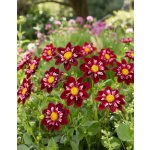 Jiřina 'Joyful Investment' 1 ks – Zboží Dáma