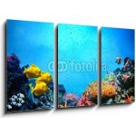 Obraz 3D třídílný - 90 x 50 cm - Underwater scene. Coral reef, fish groups in clear ocean water Podvodní scéna. Korálový útes, rybí skupiny v čisté mořské vodě – Hledejceny.cz