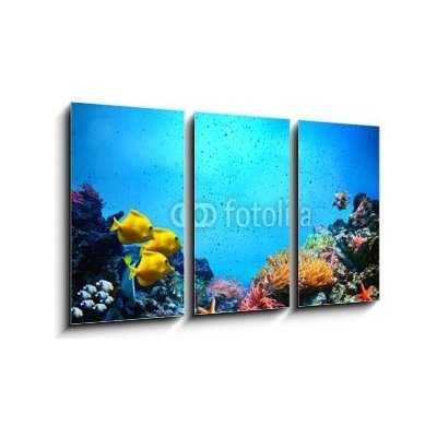 Obraz 3D třídílný - 90 x 50 cm - Underwater scene. Coral reef, fish groups in clear ocean water Podvodní scéna. Korálový útes, rybí skupiny v čisté mořské vodě – Zboží Mobilmania